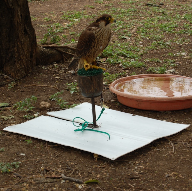 a falcon sitting over a corex mat
