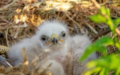 A Young Bird Fell Out of the Nest – What Do I Do?