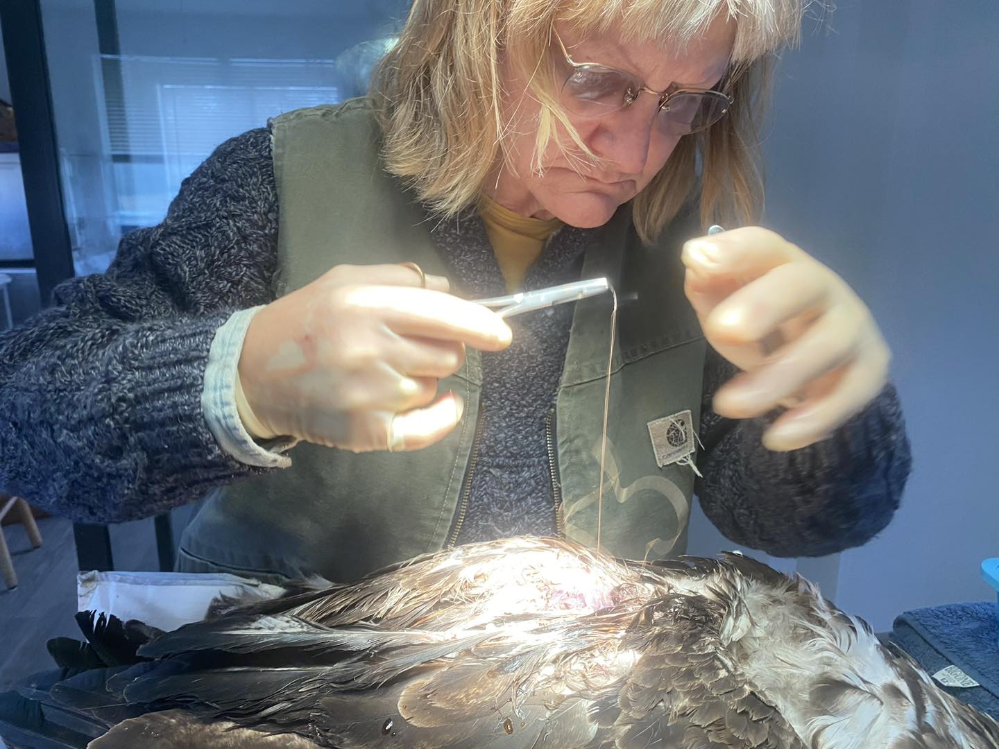 Dr Melissa Hill in Bird Surgery