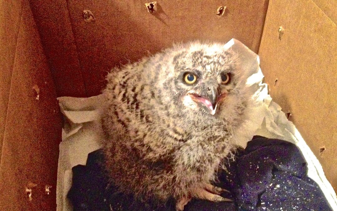 Juvenile owl that has been brought to LCF for care