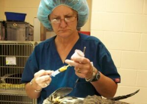 Dr. Melissa Hill operating on an injured eagle.