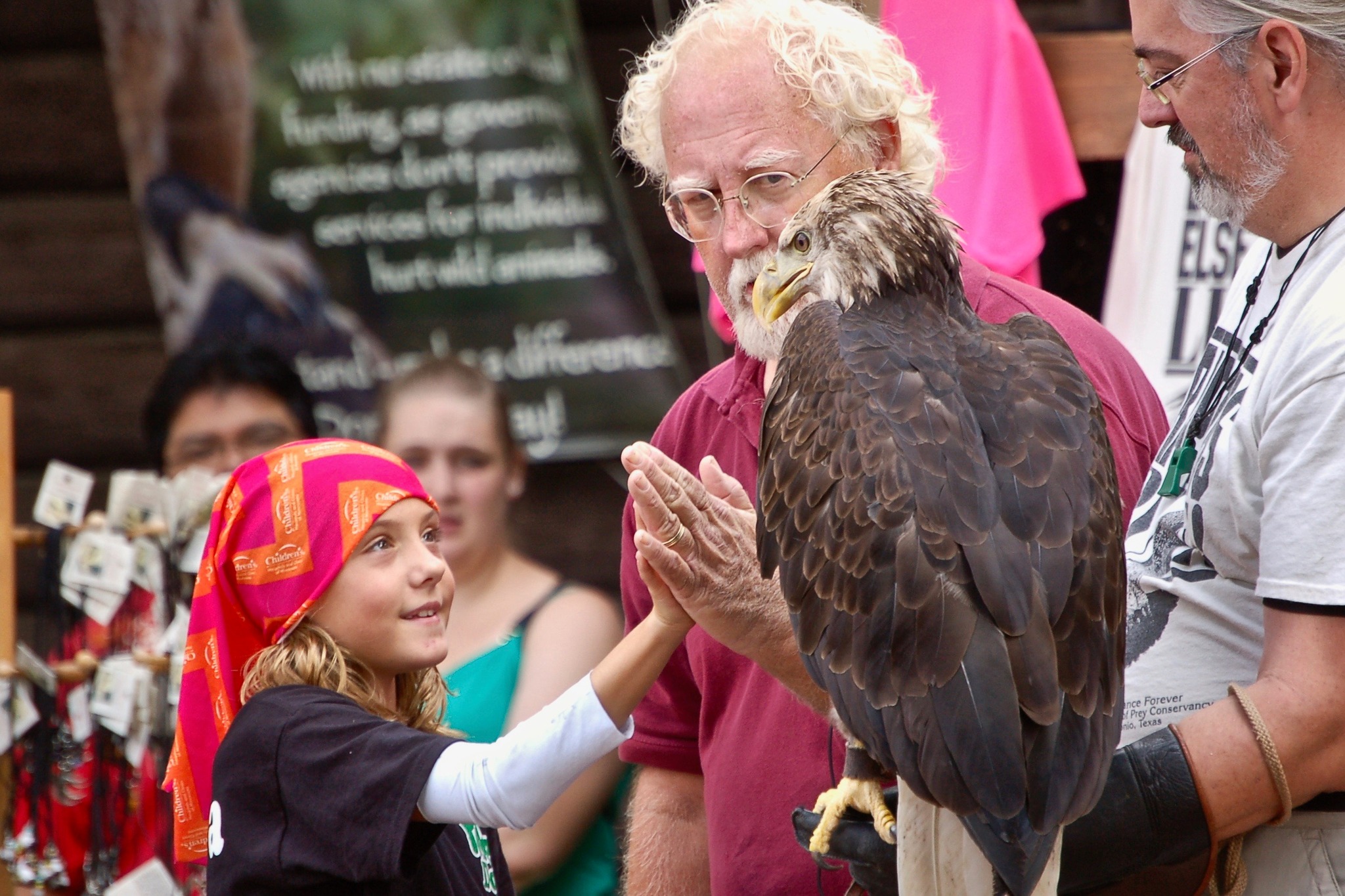 Child "touching" an eagle.