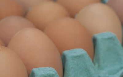 Why Do My Eggs Cost Over $6/Dozen?