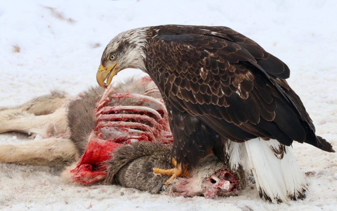 Lead Ammunition Harms Wildlife