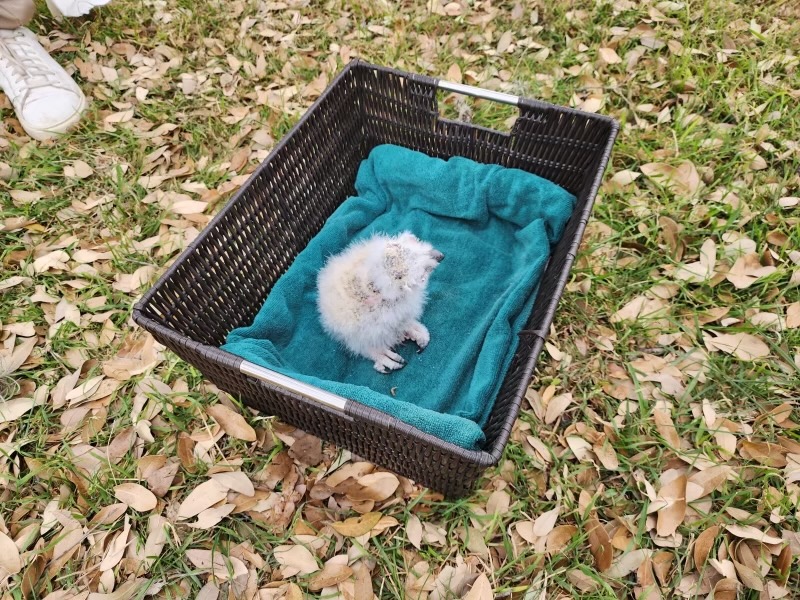 How To Rescue A Juvenile Raptor Found On The Ground