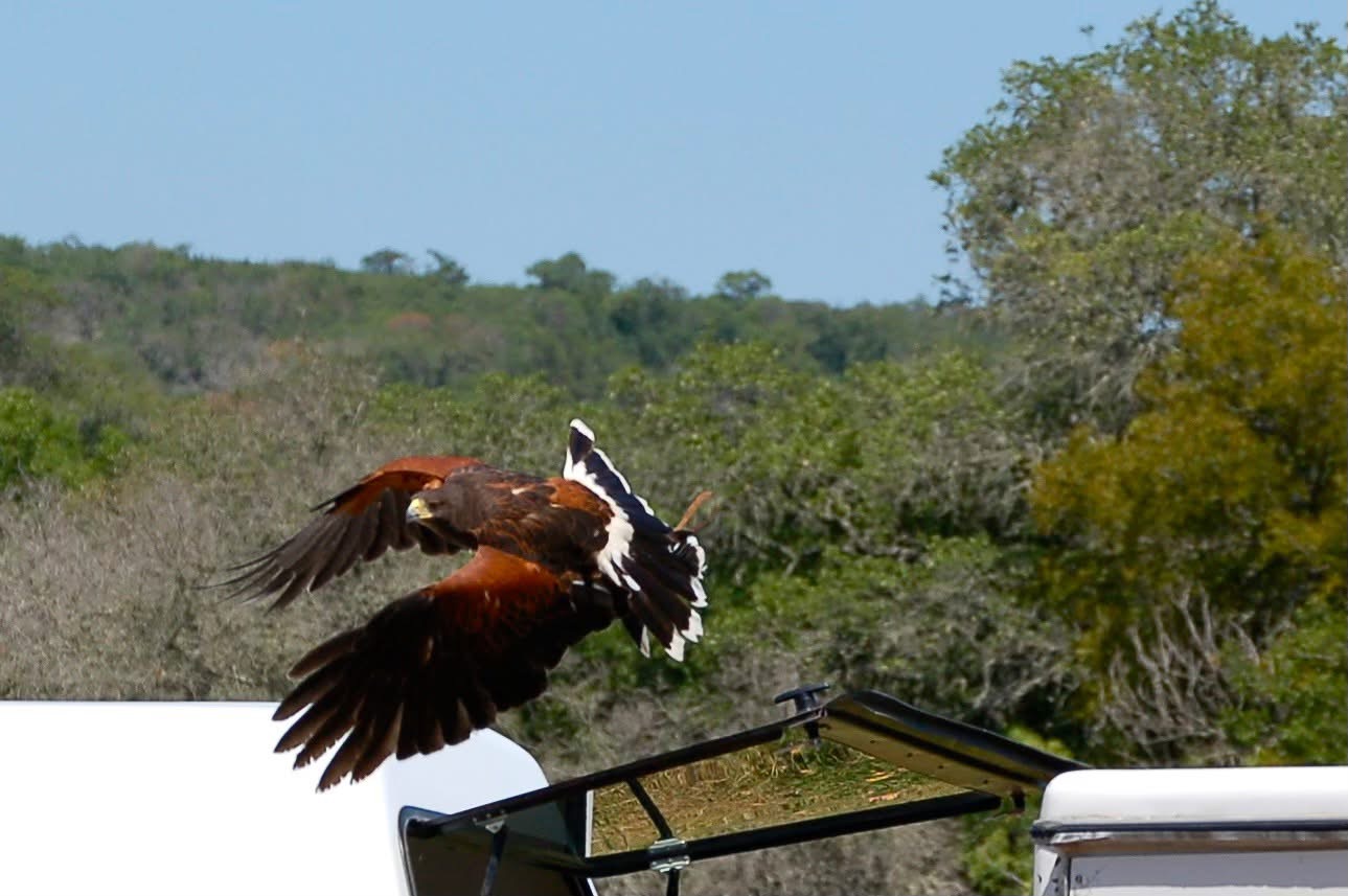 A bay winged hawk flies at a demonstration.