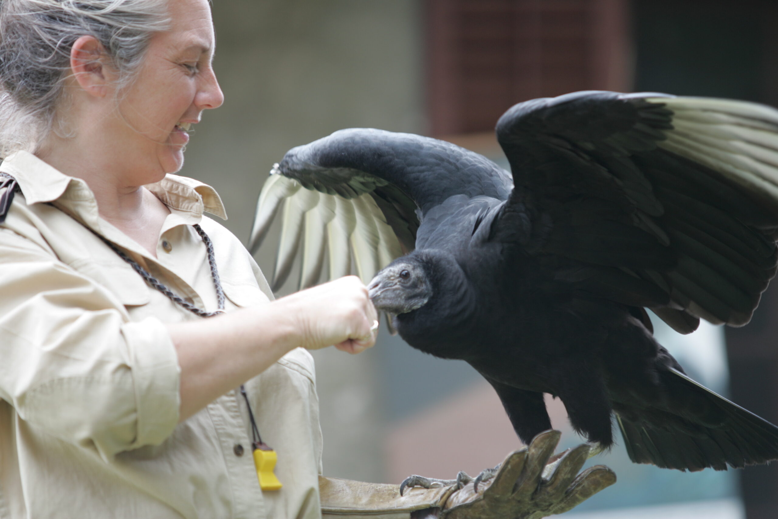 Vulture landing on a glove